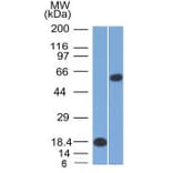 Western Blot - Anti-OCT-2 Antibody [Oct2/2137] - BSA and Azide free (A252862) - Antibodies.com