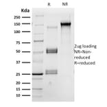 SDS-PAGE - Anti-OCT-2 Antibody [Oct2/2137] - BSA and Azide free (A252862) - Antibodies.com