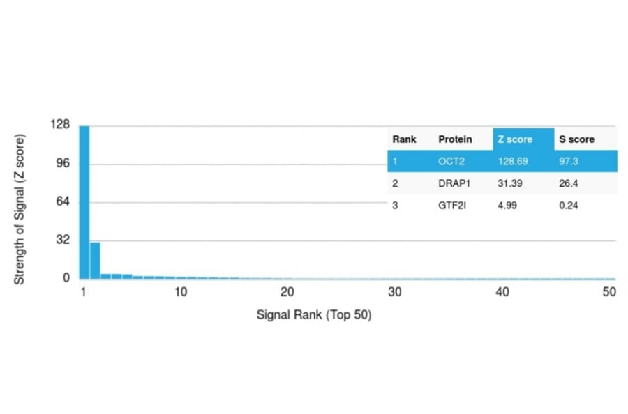 Protein Array - Anti-OCT-2 Antibody [Oct2/2137] - BSA and Azide free (A252861) - Antibodies.com