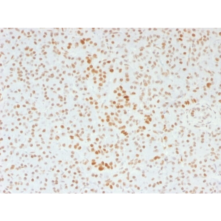 Immunohistochemistry - Anti-ATRX Antibody [39f] - BSA and Azide free (A252863) - Antibodies.com