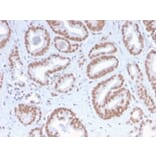 Immunohistochemistry - Anti-ATRX Antibody [ATRX/2900R] - BSA and Azide free (A252866) - Antibodies.com