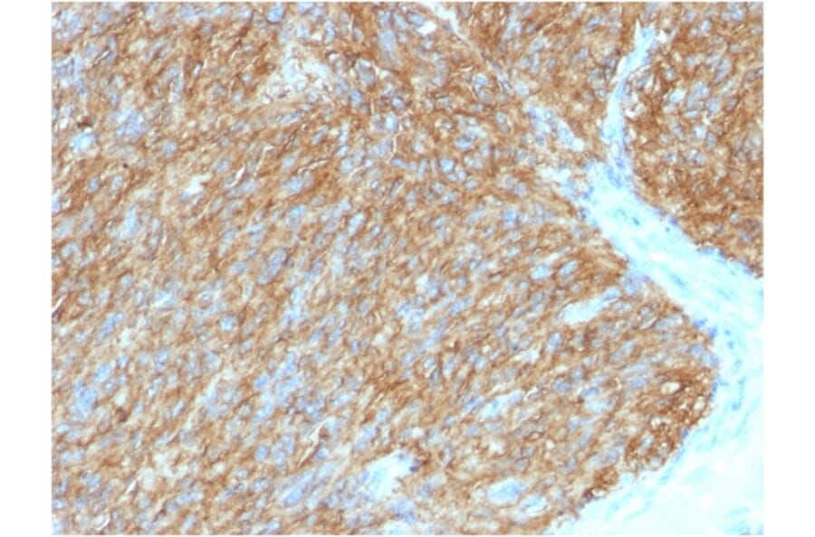Immunohistochemistry - Anti-TMEM16A Antibody [DG1/1486] - BSA and Azide free (A252880) - Antibodies.com