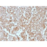 Immunohistochemistry - Anti-TMEM16A Antibody [rDG1/447] - BSA and Azide free (A252880) - Antibodies.com