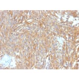 Immunohistochemistry - Anti-TMEM16A Antibody [DG1/2564R] - BSA and Azide free (A252881) - Antibodies.com