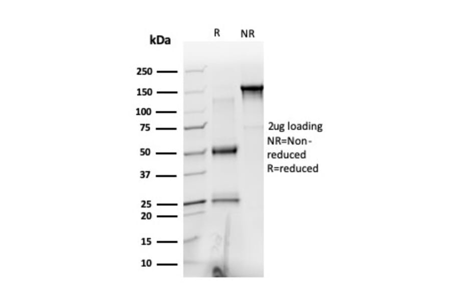 SDS-PAGE - Anti-PRMT6 Antibody [PCRP-PRMT6-2C9] - BSA and Azide free (A252884) - Antibodies.com