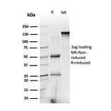 SDS-PAGE - Anti-PRMT6 Antibody [PCRP-PRMT6-2C9] - BSA and Azide free (A252884) - Antibodies.com