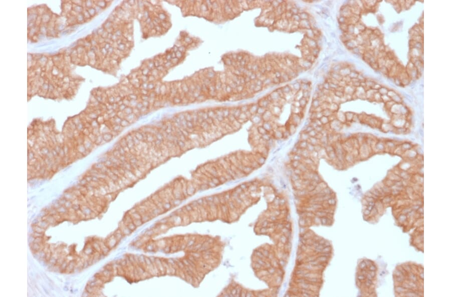 Immunohistochemistry - Anti-Calcineurin A Antibody [CALNA/2353] - BSA and Azide free (A252886) - Antibodies.com