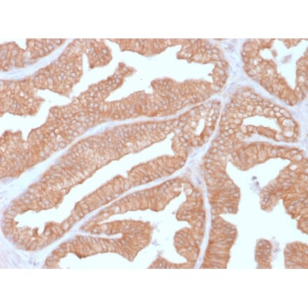 Immunohistochemistry - Anti-Calcineurin A Antibody [CALNA/2353] - BSA and Azide free (A252886) - Antibodies.com