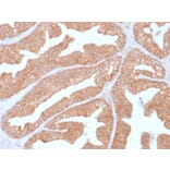 Immunohistochemistry - Anti-Calcineurin A Antibody [CALNA/2353] - BSA and Azide free (A252886) - Antibodies.com