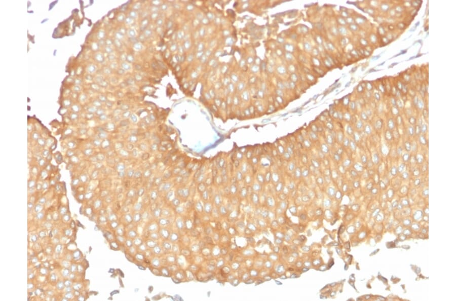 Immunohistochemistry - Anti-Calcineurin A Antibody [CALNA/2353] - BSA and Azide free (A252884) - Antibodies.com