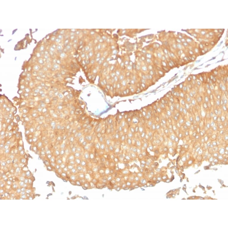 Immunohistochemistry - Anti-Calcineurin A Antibody [CALNA/2353] - BSA and Azide free (A252884) - Antibodies.com