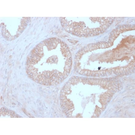 Immunohistochemistry - Anti-Calcineurin B Antibody [CALNB/2342] - BSA and Azide free (A252886) - Antibodies.com