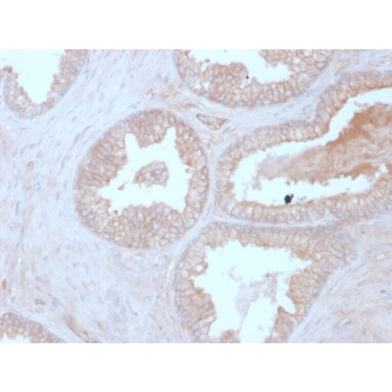 Immunohistochemistry - Anti-Calcineurin B Antibody [CALNB/2342] - BSA and Azide free (A252886) - Antibodies.com