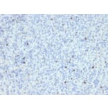 Immunohistochemistry - Anti-Perforin Antibody [SPM434] - BSA and Azide free (A252890) - Antibodies.com