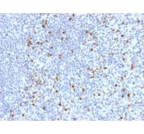 Immunohistochemistry - Anti-Perforin Antibody [PRF1/2470] - BSA and Azide free (A252893) - Antibodies.com