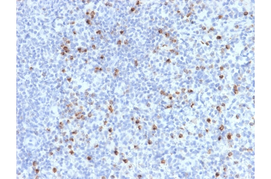 Immunohistochemistry - Anti-Perforin Antibody [PRF1/2470] - BSA and Azide free (A252893) - Antibodies.com