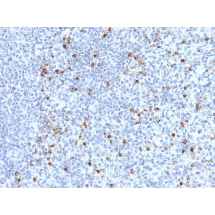 Immunohistochemistry - Anti-Perforin Antibody [PRF1/2470] - BSA and Azide free (A252893) - Antibodies.com