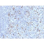 Immunohistochemistry - Anti-Perforin Antibody [PRF1/2470] - BSA and Azide free (A252893) - Antibodies.com