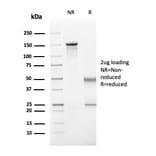 SDS-PAGE - Anti-Perforin Antibody [PRF1/2470] - BSA and Azide free (A252893) - Antibodies.com