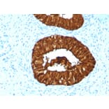 Immunohistochemistry - Anti-MAML3 Antibody [MAML3/1303] - BSA and Azide free (A252893) - Antibodies.com