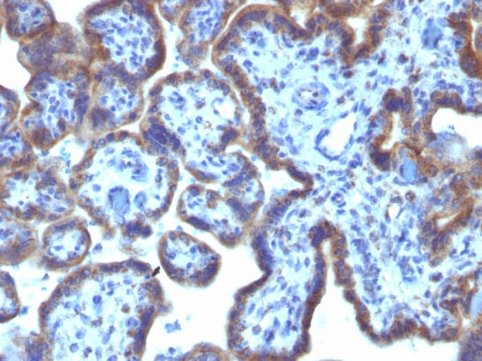 Immunohistochemical analysis of formalin-fixed, paraffin-embedded human placenta using Anti-MAML3 Antibody [MAML3/1303].