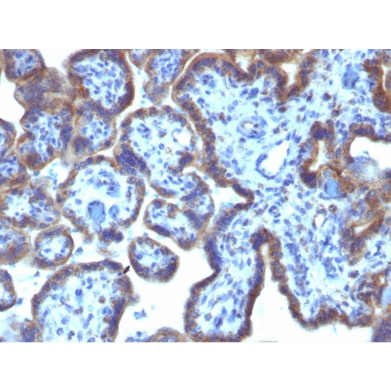 Immunohistochemistry - Anti-MAML3 Antibody [MAML3/1303] - BSA and Azide free (A252894) - Antibodies.com