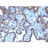 Immunohistochemistry - Anti-MAML3 Antibody [MAML3/1303] - BSA and Azide free (A252894) - Antibodies.com