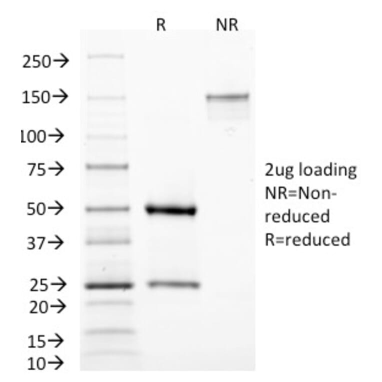 SDS-PAGE - Anti-MAML3 Antibody [MAML3/1303] - BSA and Azide free (A252894) - Antibodies.com