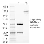 SDS-PAGE - Anti-MAML3 Antibody [MAML3/1303] - BSA and Azide free (A252894) - Antibodies.com