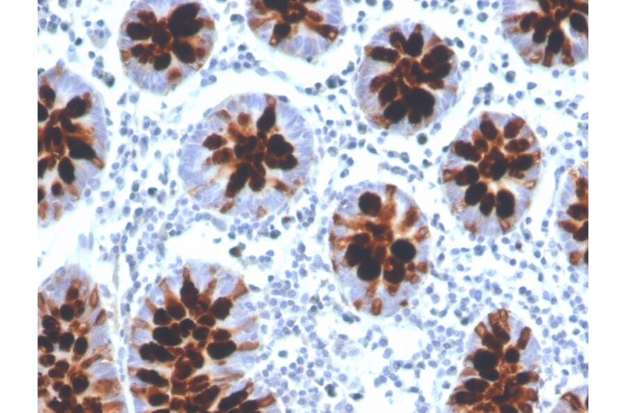 Immunohistochemistry - Anti-Intelectin 1 Antibody [ITLN1/4061] - BSA and Azide free (A252895) - Antibodies.com