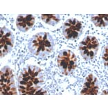Immunohistochemistry - Anti-Intelectin 1 Antibody [ITLN1/4061] - BSA and Azide free (A252895) - Antibodies.com