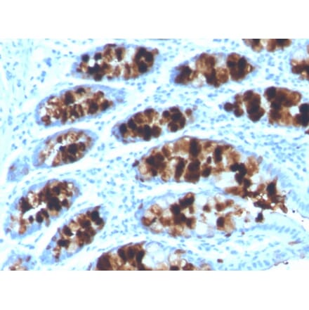 Immunohistochemistry - Anti-Intelectin 1 Antibody [ITLN1/4062] - BSA and Azide free (A252896) - Antibodies.com