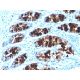 Immunohistochemistry - Anti-Intelectin 1 Antibody [ITLN1/4062] - BSA and Azide free (A252896) - Antibodies.com
