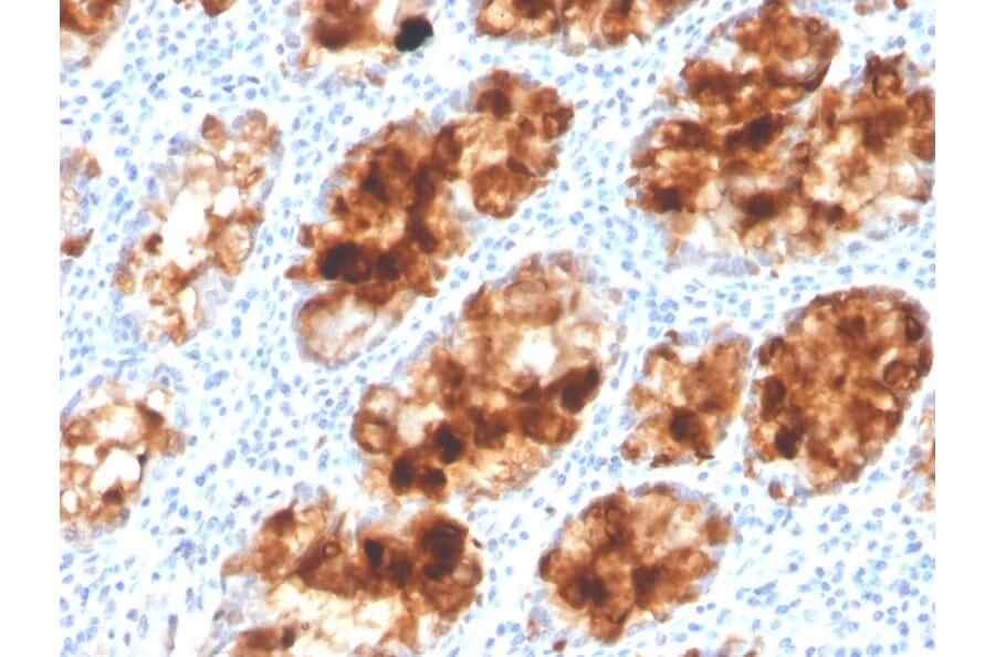 Immunohistochemistry - Anti-Intelectin 1 Antibody [ITLN1/4063] - BSA and Azide free (A252897) - Antibodies.com