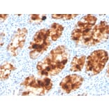 Immunohistochemistry - Anti-Intelectin 1 Antibody [ITLN1/4063] - BSA and Azide free (A252897) - Antibodies.com