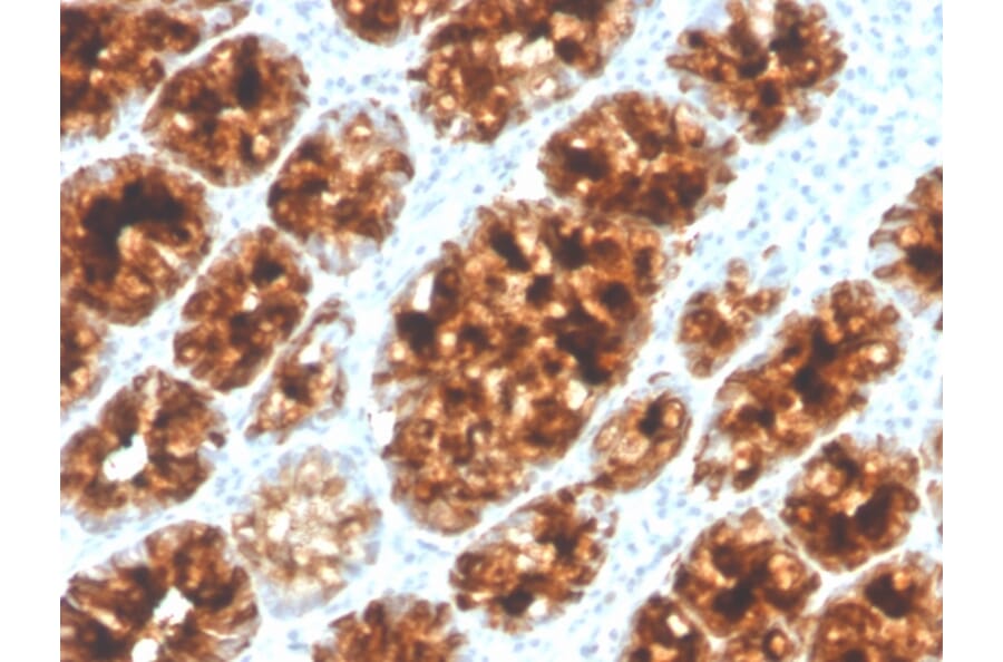 Immunohistochemistry - Anti-Intelectin 1 Antibody [ITLN1/4065] - BSA and Azide free (A252899) - Antibodies.com