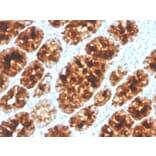 Immunohistochemistry - Anti-Intelectin 1 Antibody [ITLN1/4065] - BSA and Azide free (A252899) - Antibodies.com