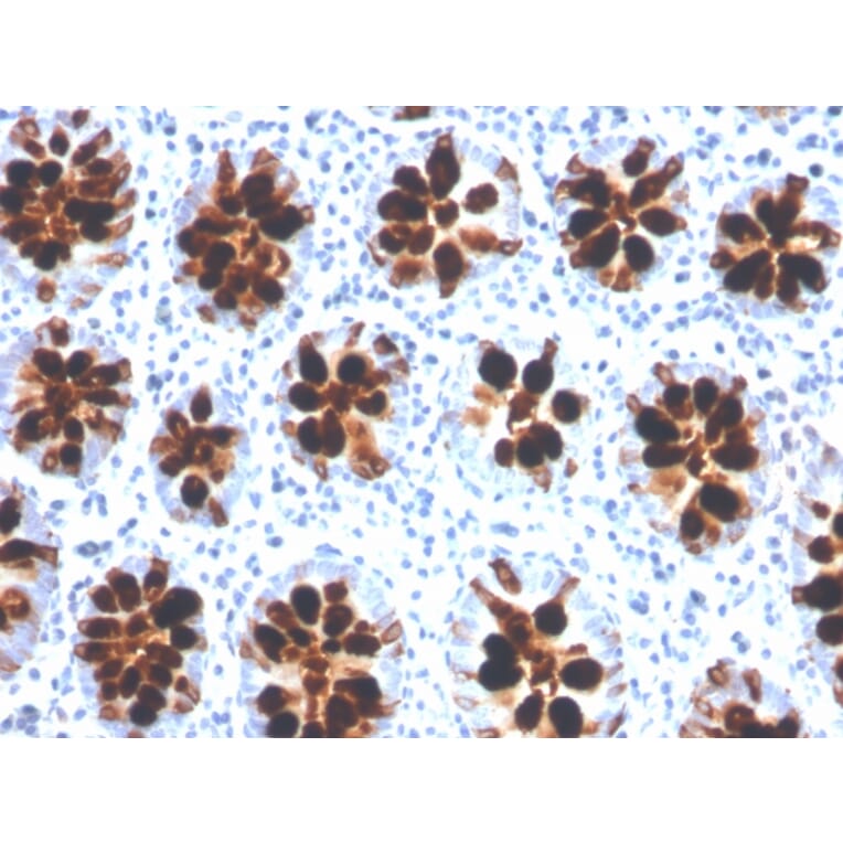Immunohistochemistry - Anti-Intelectin 1 Antibody [ITLN1/4066] - BSA and Azide free (A252900) - Antibodies.com