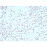Immunohistochemistry - Anti-Kindlin 1 Antibody [4A5.14] - BSA and Azide free (A252900) - Antibodies.com