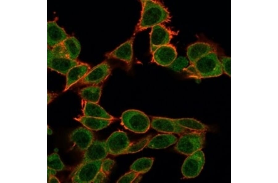 Immunofluorescence - Anti-ZFP64 Antibody [PCRP-ZFP64-1H2] - BSA and Azide free (A252902) - Antibodies.com