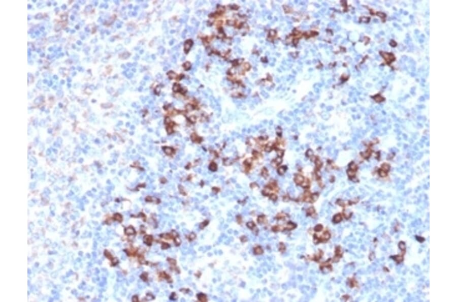Immunohistochemistry - Anti-ZFP64 Antibody [PCRP-ZFP64-1H2] - BSA and Azide free (A252902) - Antibodies.com