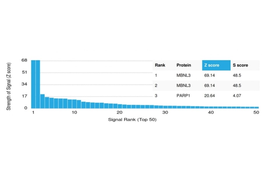 Protein Array - Anti-MBNL3 Antibody [PCRP-MBNL3-1D11] - BSA and Azide free (A252904) - Antibodies.com