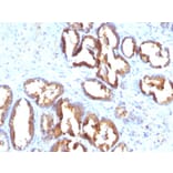 Immunohistochemistry - Anti-Prostate Specific Acid Phosphatase Antibody [PASE/4LJ] - BSA and Azide free (A252907) - Antibodies.com