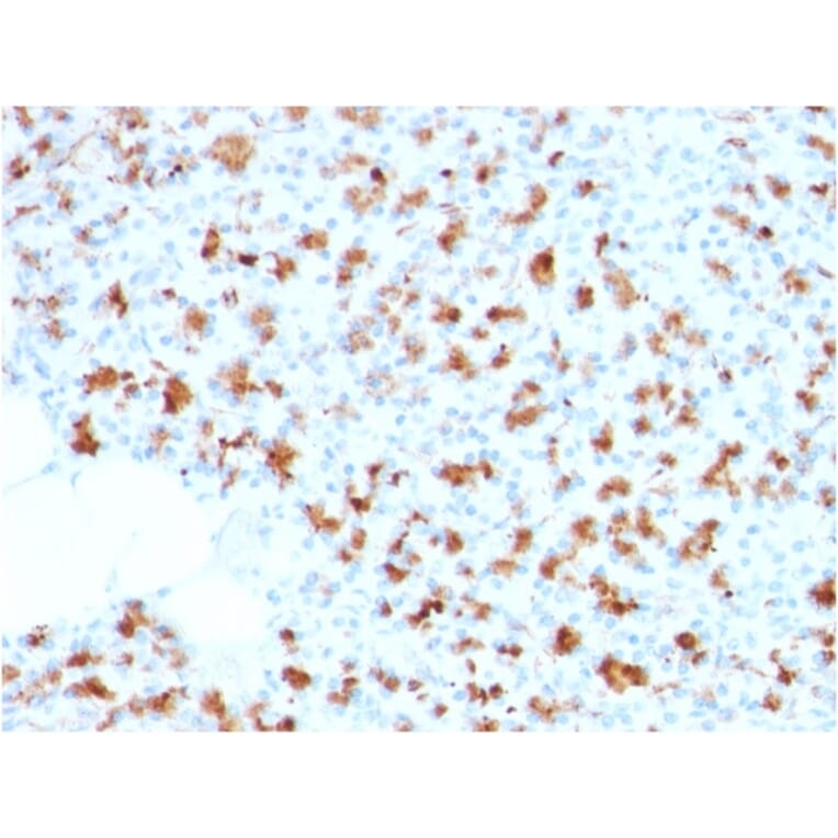 Immunohistochemistry - Anti-BARX1 Antibody [BARX1/2759] - BSA and Azide free (A252911) - Antibodies.com