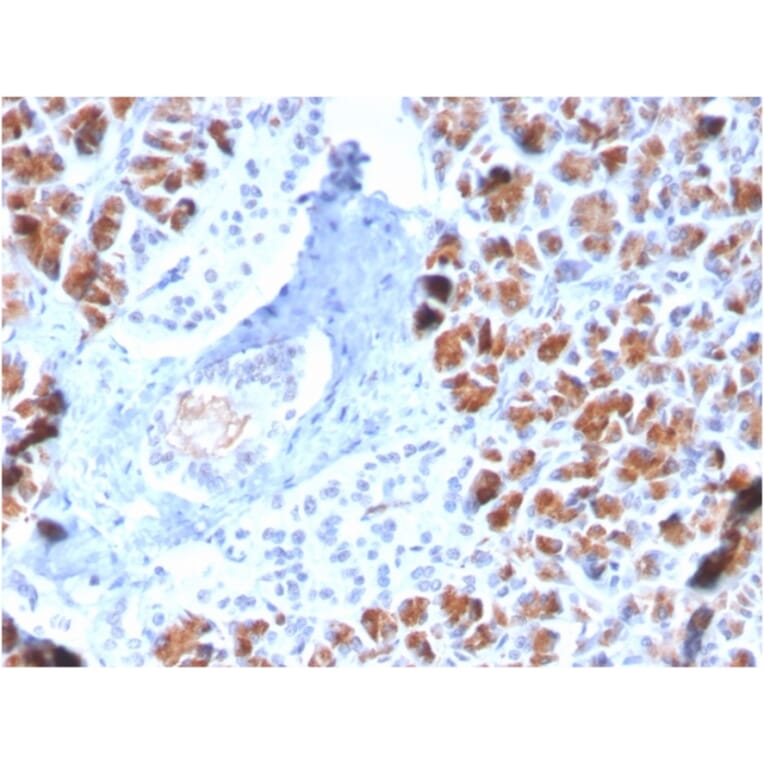 Immunohistochemistry - Anti-BARX1 Antibody [BARX1/2759] - BSA and Azide free (A252910) - Antibodies.com