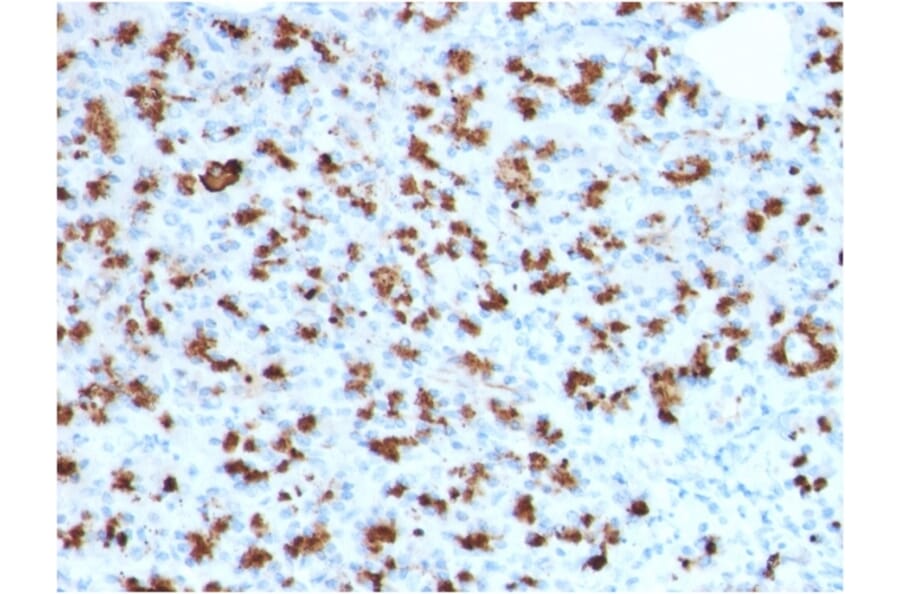 Immunohistochemistry - Anti-BARX1 Antibody [BARX1/2760] - BSA and Azide free (A252911) - Antibodies.com