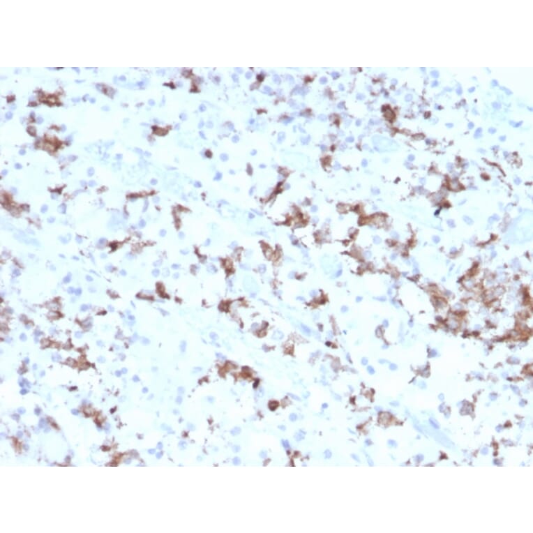 Immunohistochemistry - Anti-Prolactin Antibody [PRL/2641] - BSA and Azide free (A252913) - Antibodies.com