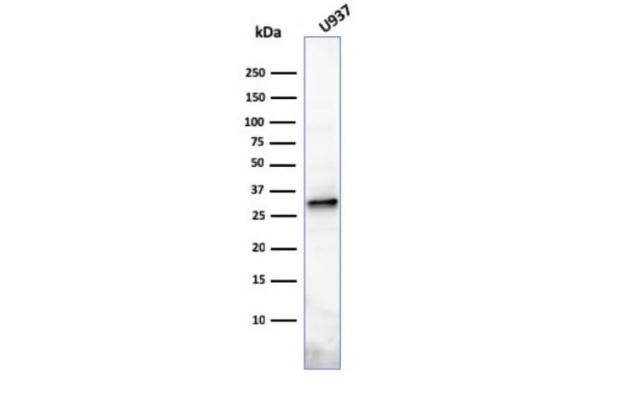 Western Blot - Anti-Prolactin Antibody [PRL/2641] - BSA and Azide free (A252913) - Antibodies.com