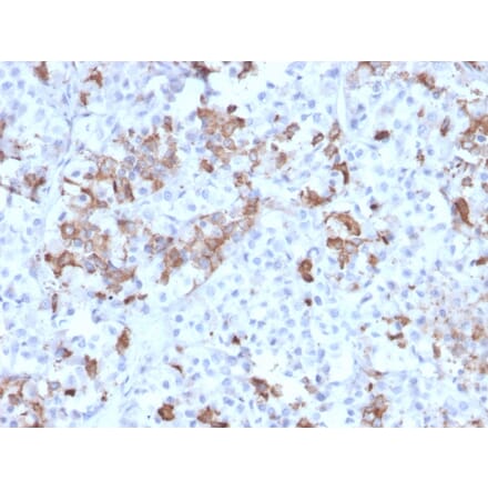 Immunohistochemistry - Anti-Prolactin Antibody [PRL/2642] - BSA and Azide free (A252914) - Antibodies.com