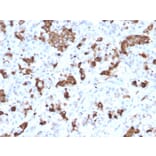 Immunohistochemistry - Anti-Prolactin Antibody [PRL/2644] - BSA and Azide free (A252916) - Antibodies.com